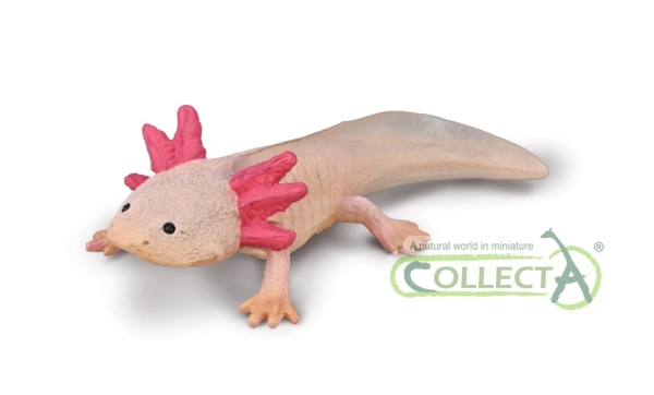 AXOLOTL (M)